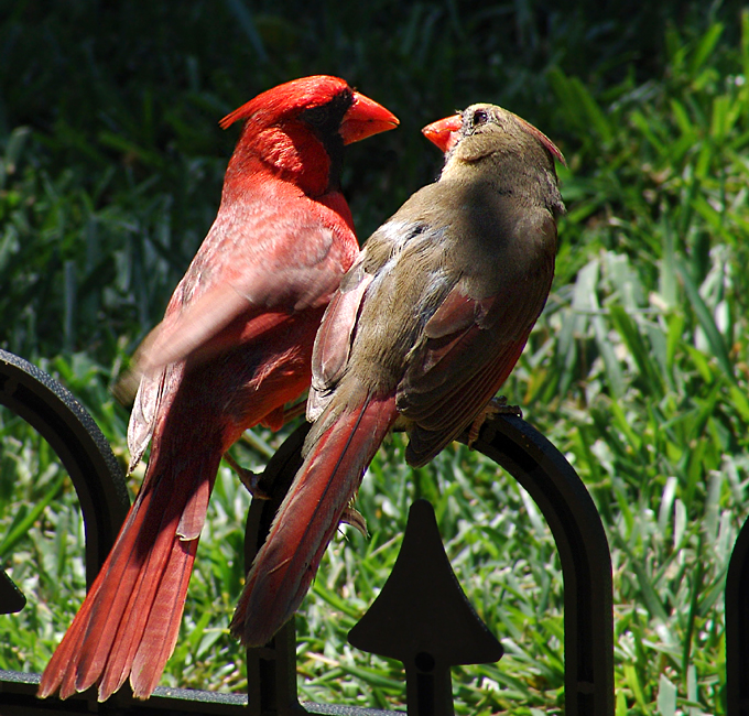 two-cardinals.jpg