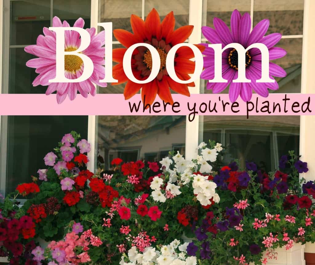 bloom-1024x861.jpg